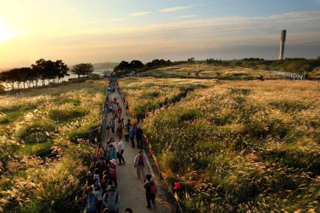 하늘공원 억새길